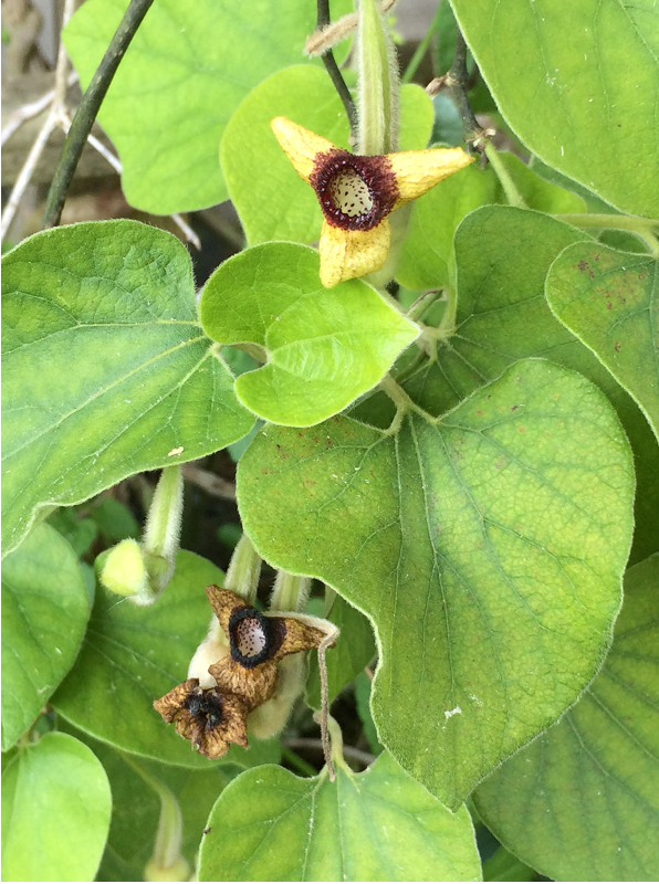 kiwi plant Kiwi Vine ‘Jenny’ For Sale – Logee's Plants main image 0