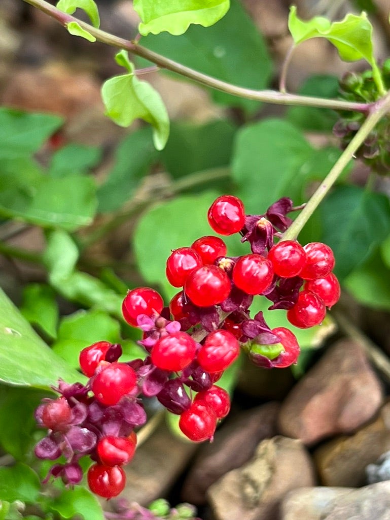 Rivina humilis PIGEONBERRY | Native Plants