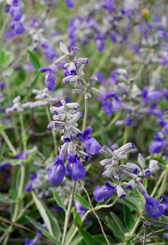 thumbnail image 2 of Blue Sage Seeds For Planting | Grow This Fragrant Perennial 2 of 13
