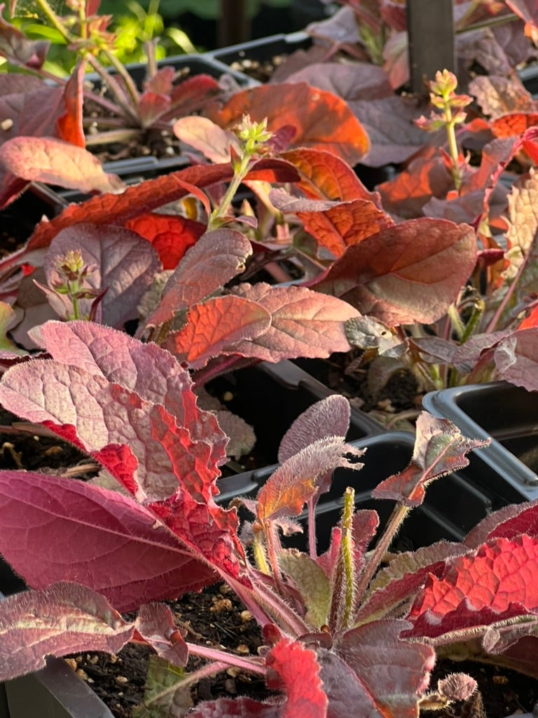 La Salvia, L'erba Sacra Dai Mille Benefici - Foto 2