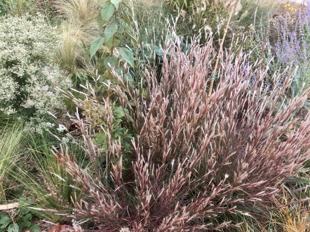 bushdebrunt アルデバラン OD BRUNT IGT シンク bushdebrunt アルデバラン OD BRUNT IGT シンク - メルカリ