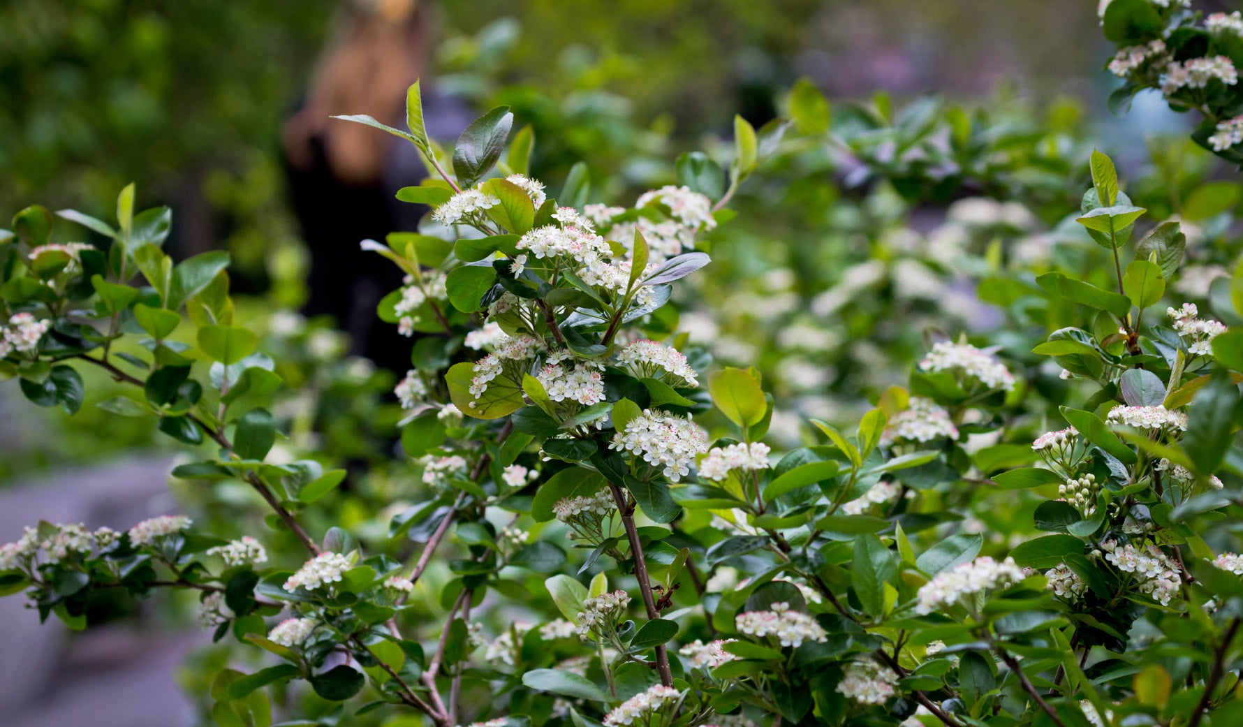 Aronia melanocarpa Viking' BLACK CHOKEBERRY