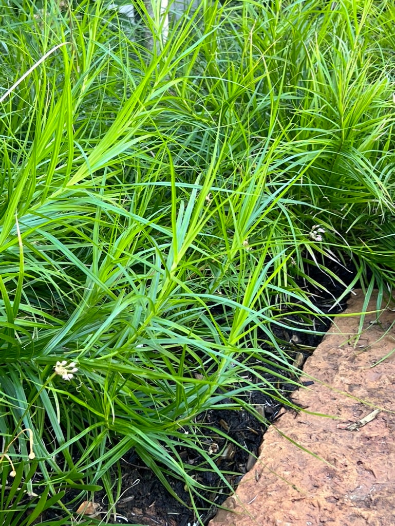 Carex muskingumensis Muskingum sedge