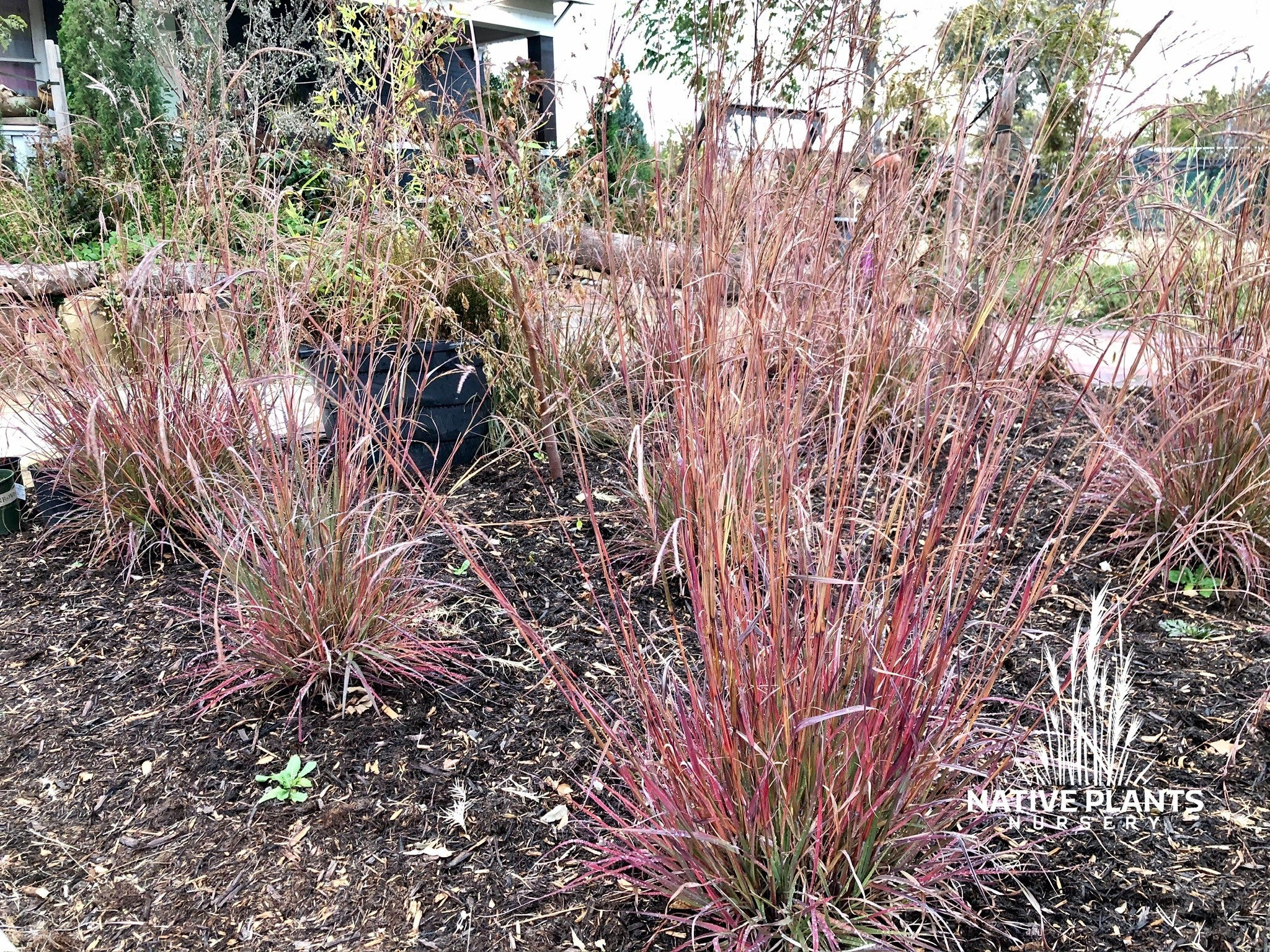 Andropogon gerardii 'Red october' BIG BLUESTEM | Native Plants