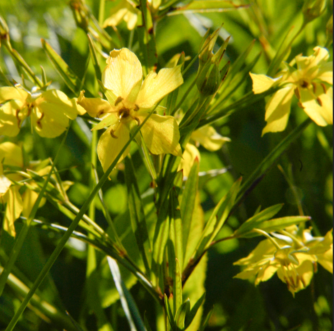 Lysimachia quadriflora FOUR FLOWER YELLOW LOOSESTRIFE | Native Plants