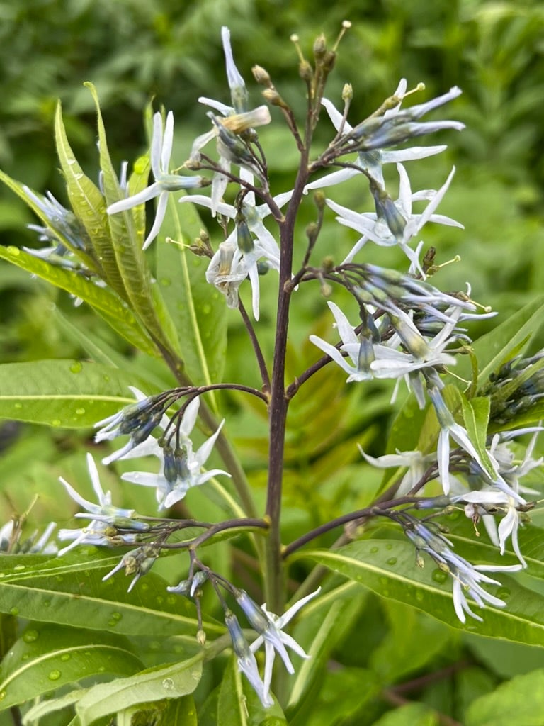 Amsonia tabernaemontana EASTERN BLUE STAR | Native Plants