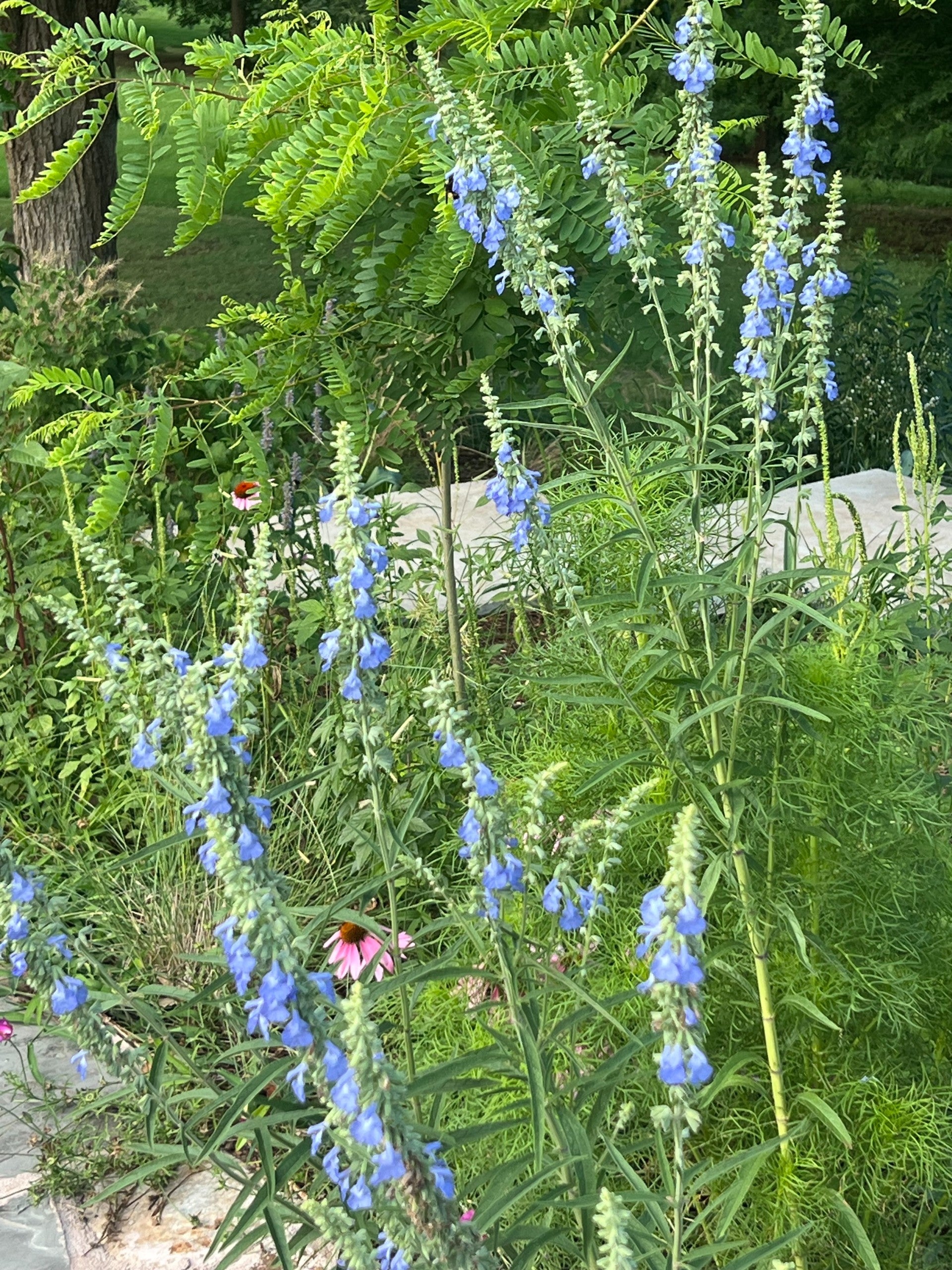 Salvia azurea PITCHER BLUE SAGE