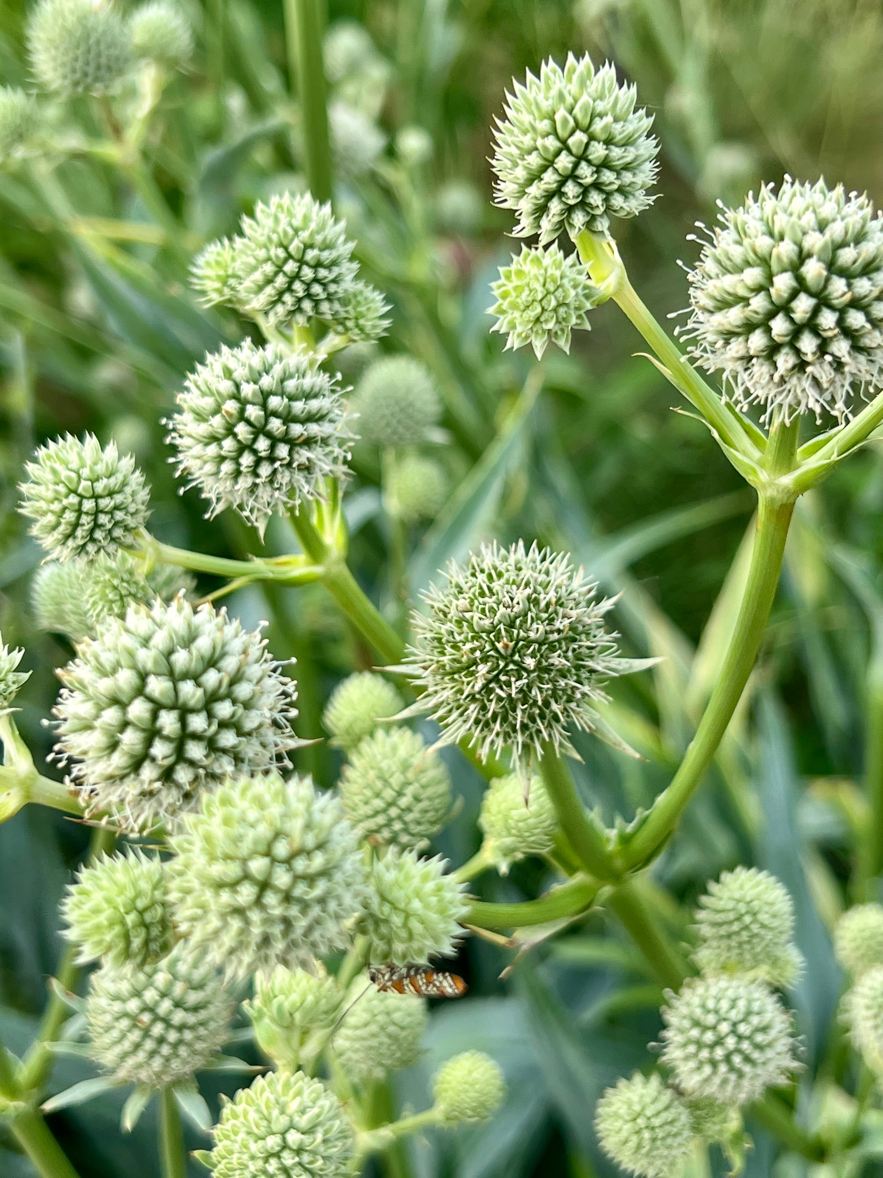 Rattlesnake Master
