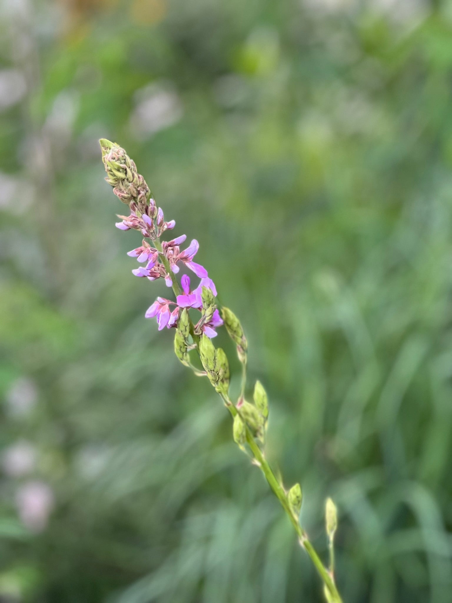 Desmodium canadense SHOWY TICK TREFOIL | Native Plants