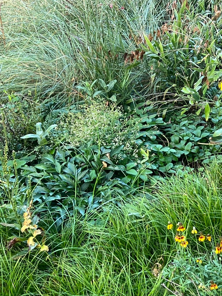 Fragaria Virginiana WILD STRAWBERRY | Native Plants