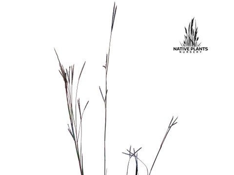 Andropogon gerardii 'Red october' BIG BLUESTEM | Native Plants