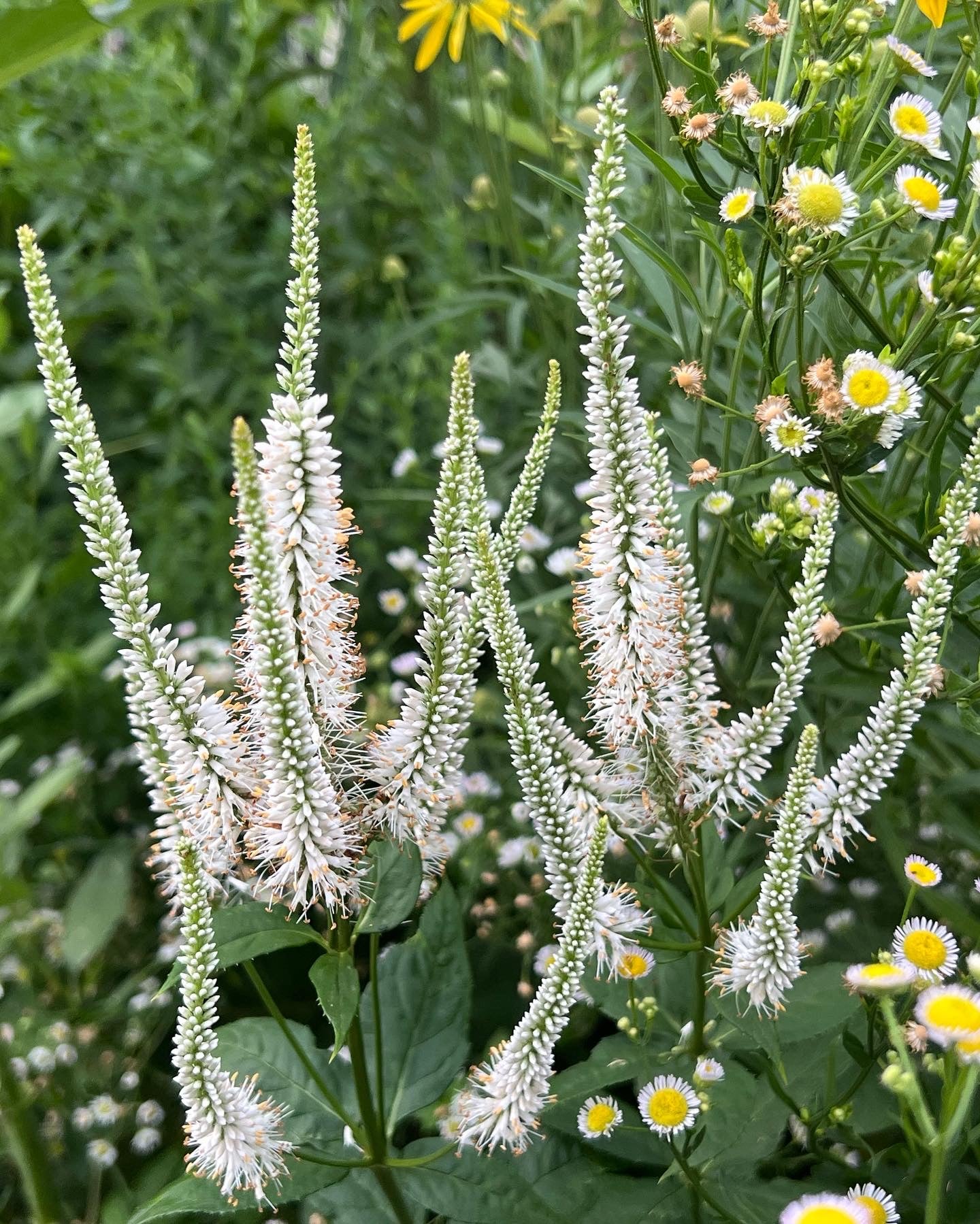 Veronicastrum virginicum CULVER'S ROOT