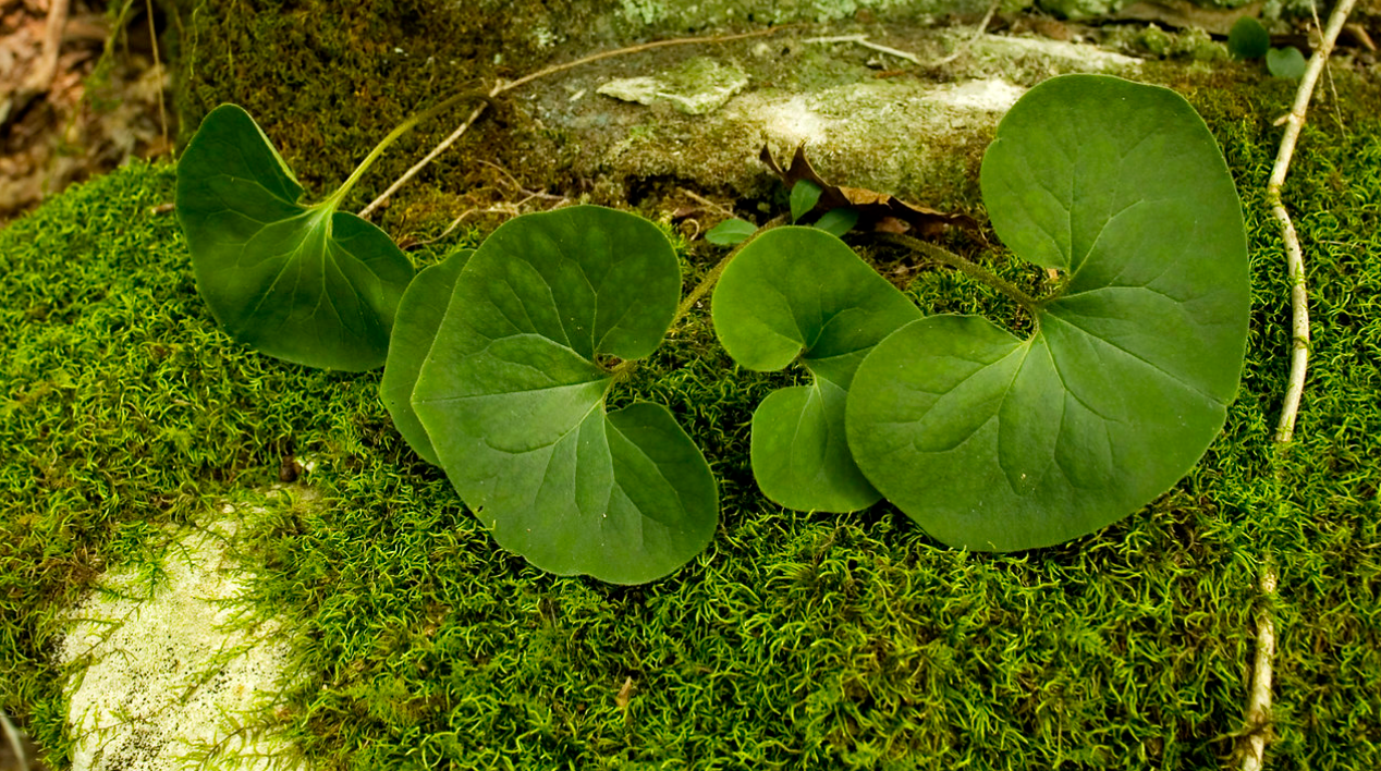 Asarum canadense WILD GINGER, image size:1268x708