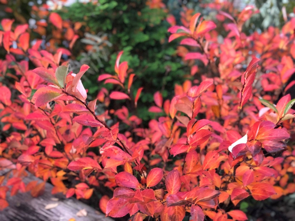 Aronia arbutifolia RED CHOKEBERRY