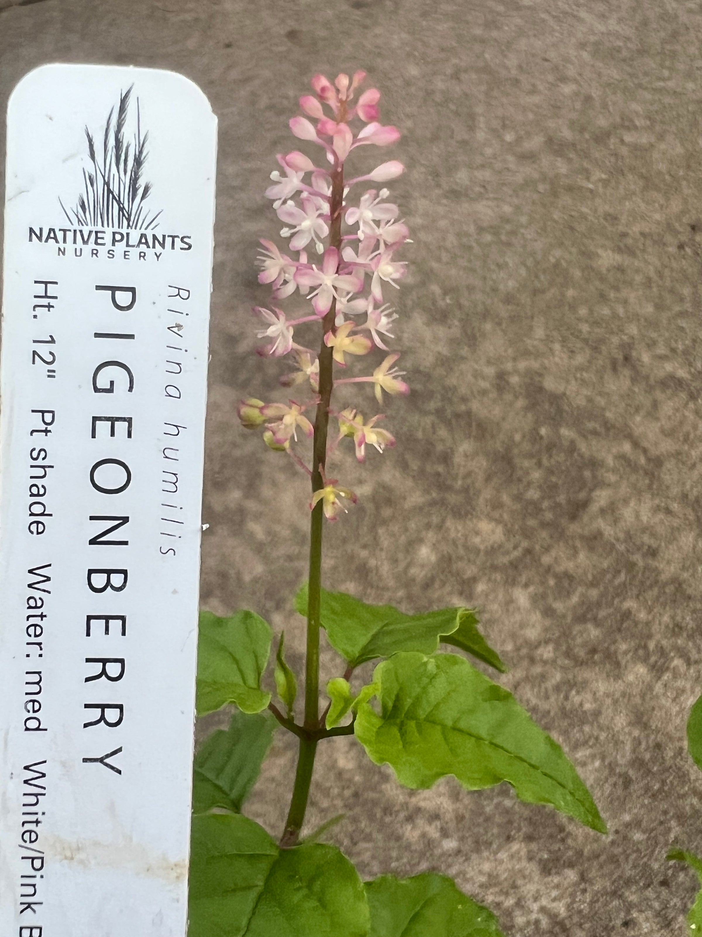Rivina humilis PIGEONBERRY | Native Plants