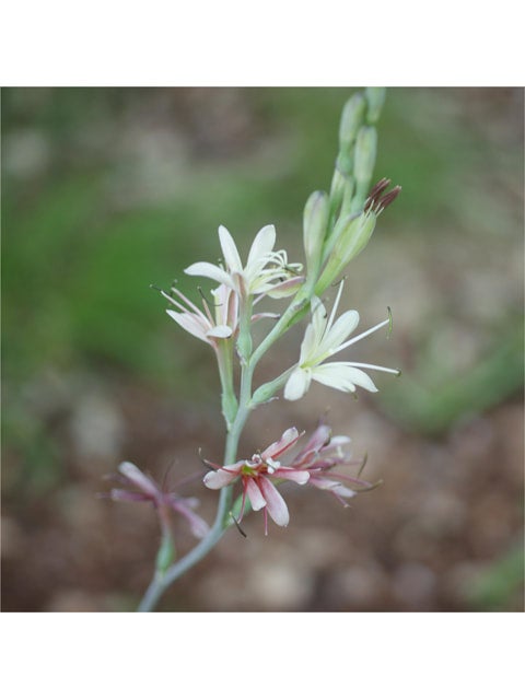 Manfreda virginica 'False Aloe | Native Plants