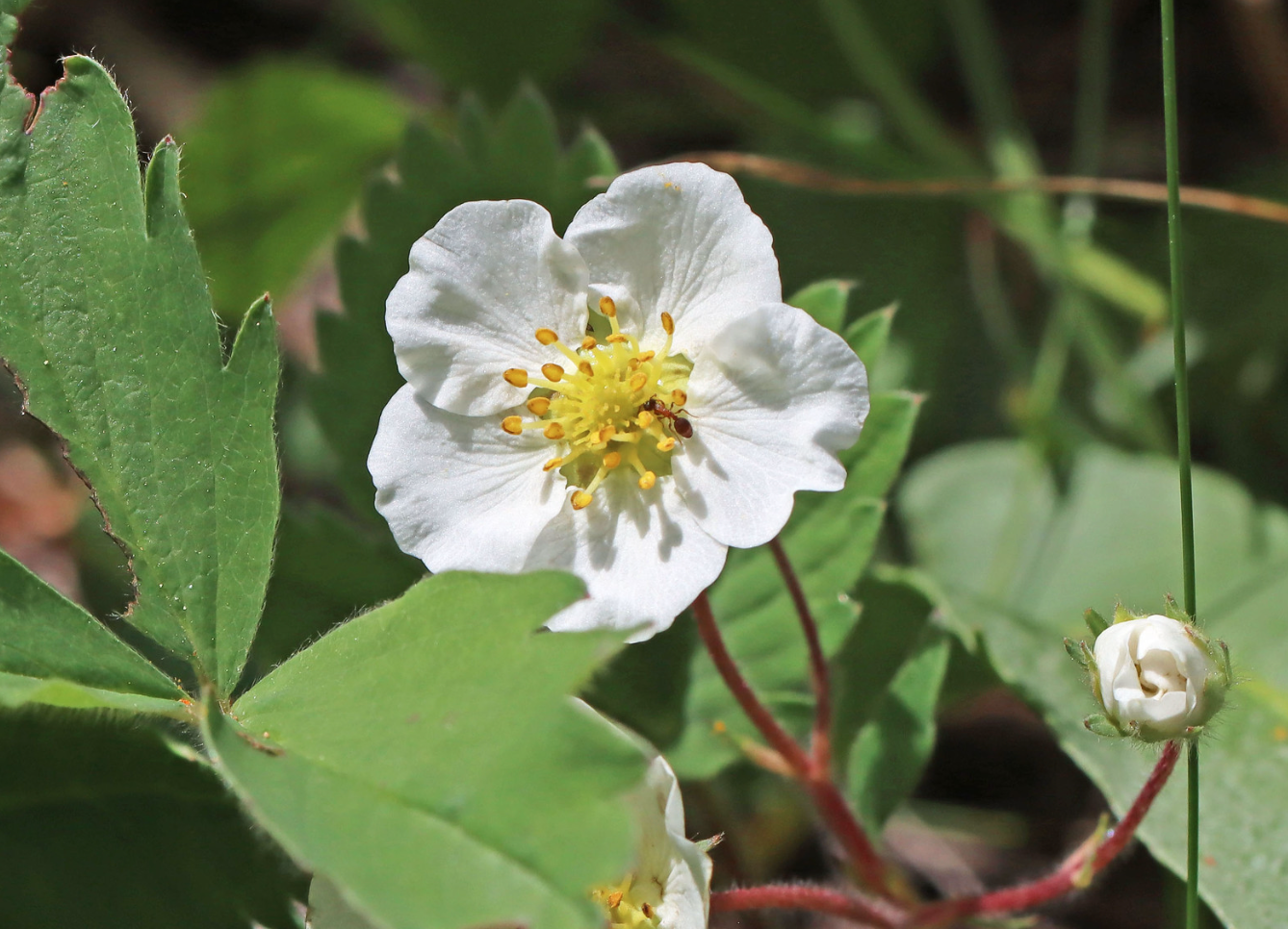 Fragaria Virginiana WILD STRAWBERRY | Native Plants