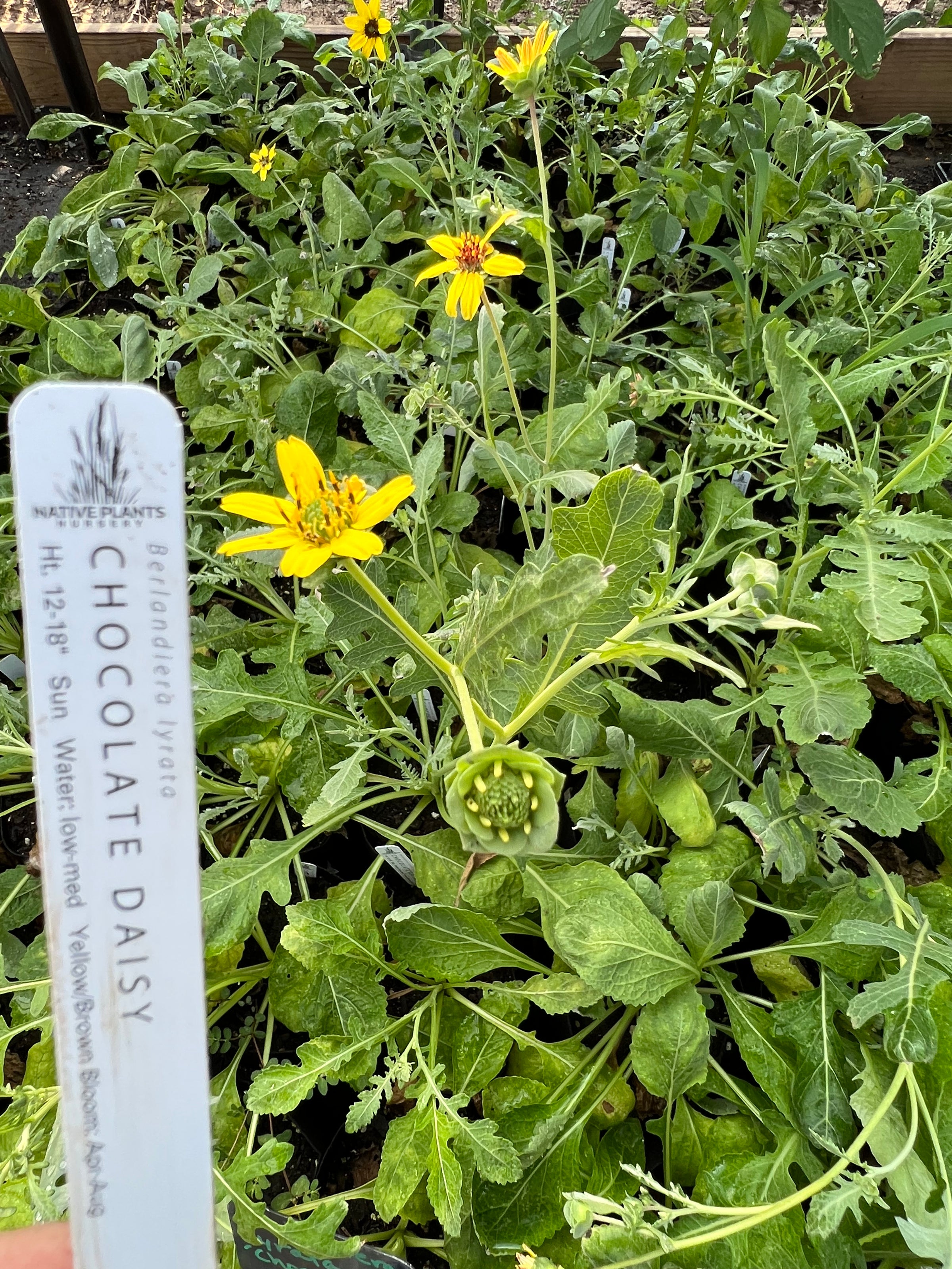 catnip plant 200 Lemon LEMONY CATNIP Nepeta Cataria Citriodora Herb Flower Seeds   Seedville USA