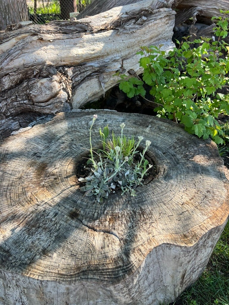 Antennaria plantaginifolia FIELD PUSSYTOES | Native Plants
