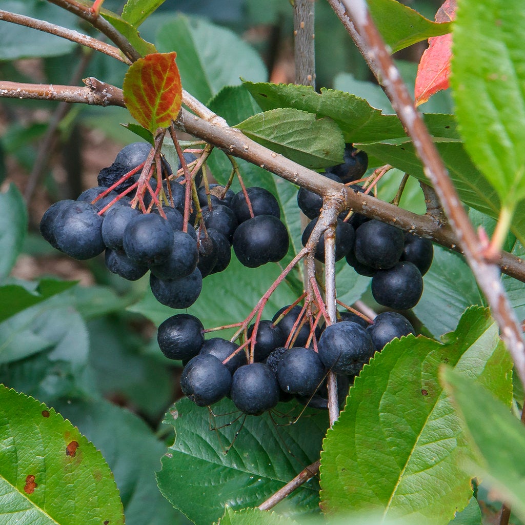 Aronia melanocarpa BLACK CHOKEBERRY | Native Plants