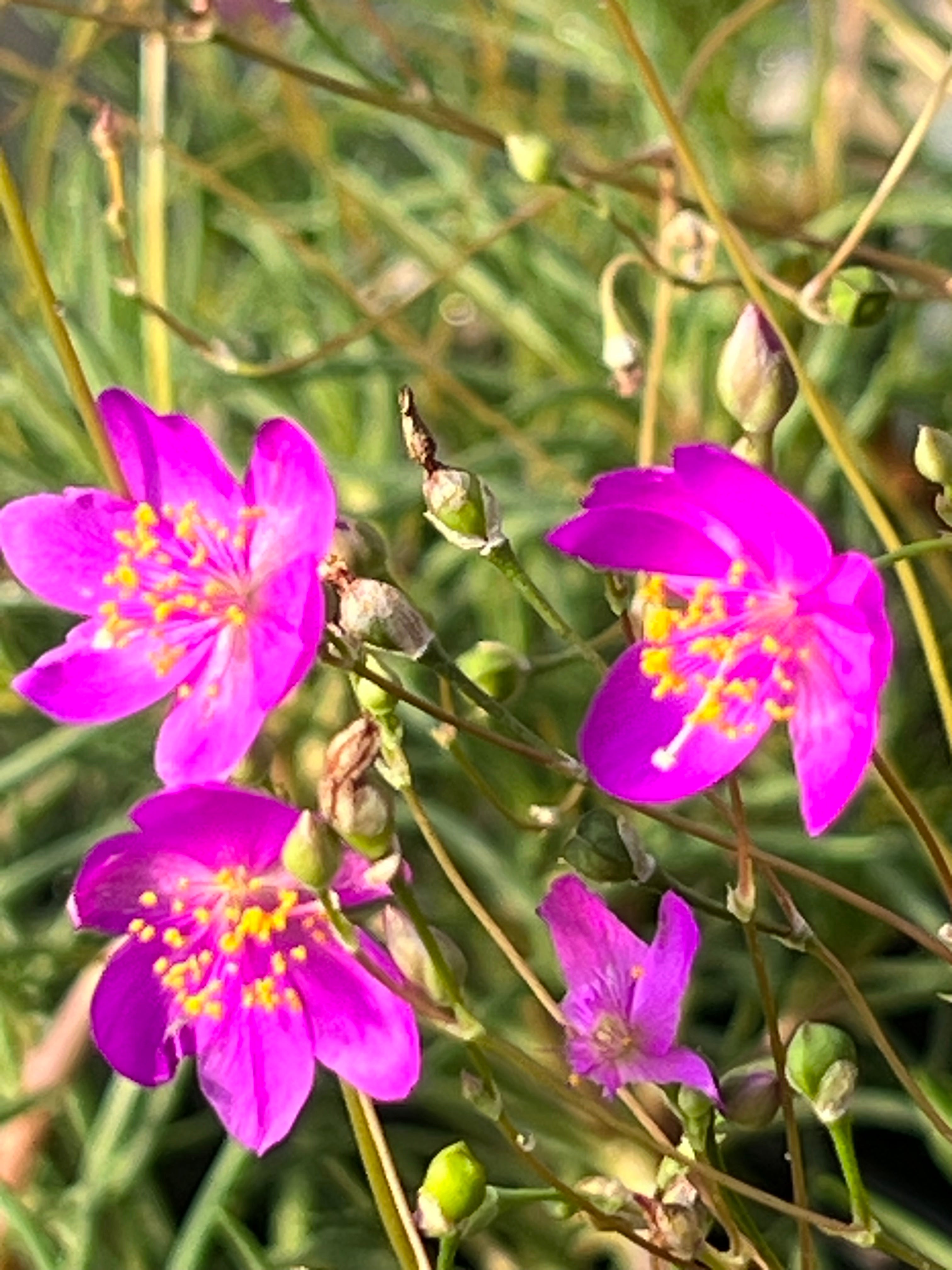 Phemeranthus calycinus FAMEFLOWER | Native Plants