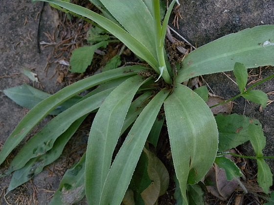 Manfreda virginica 'False Aloe