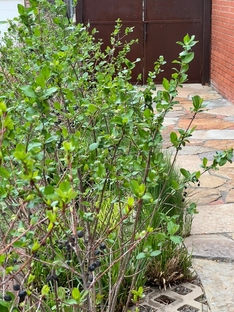 Aronia melanocarpa BLACK CHOKEBERRY