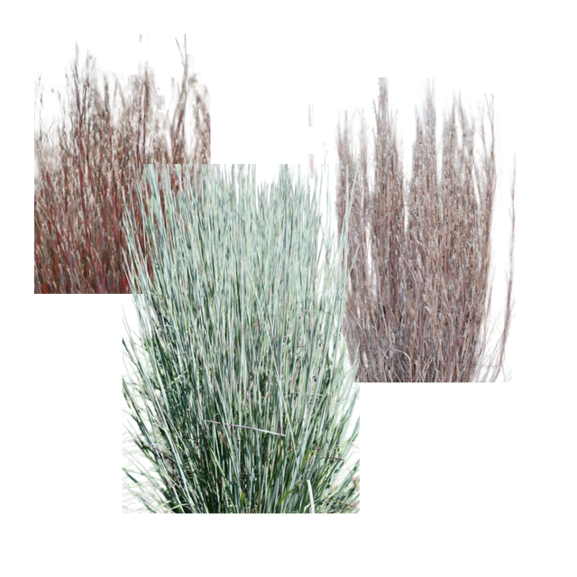 POACEAE | Native Plants