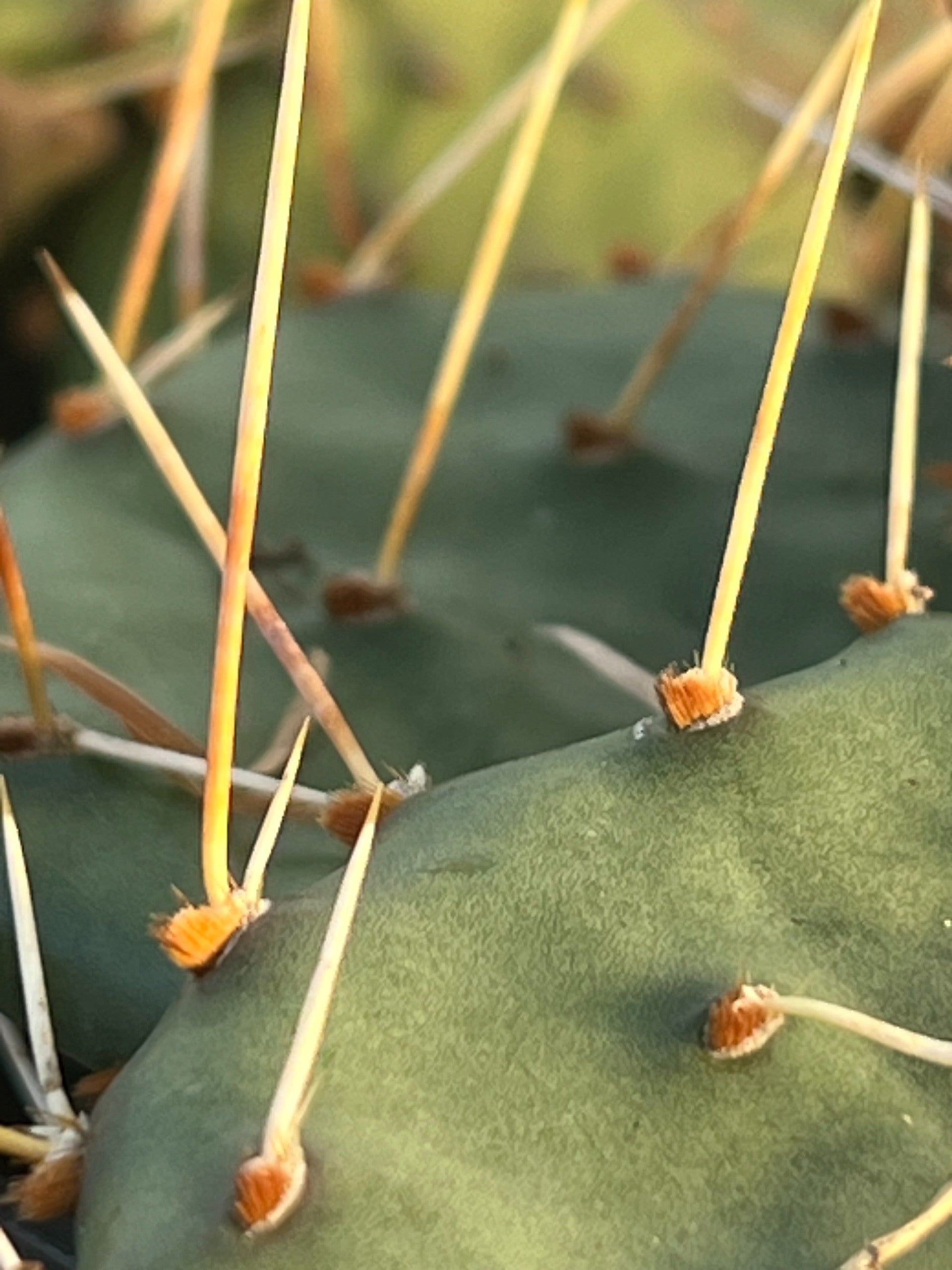 Opuntia macrorhiza TWIST SPINE PRICKLY PEAR | Native Plants