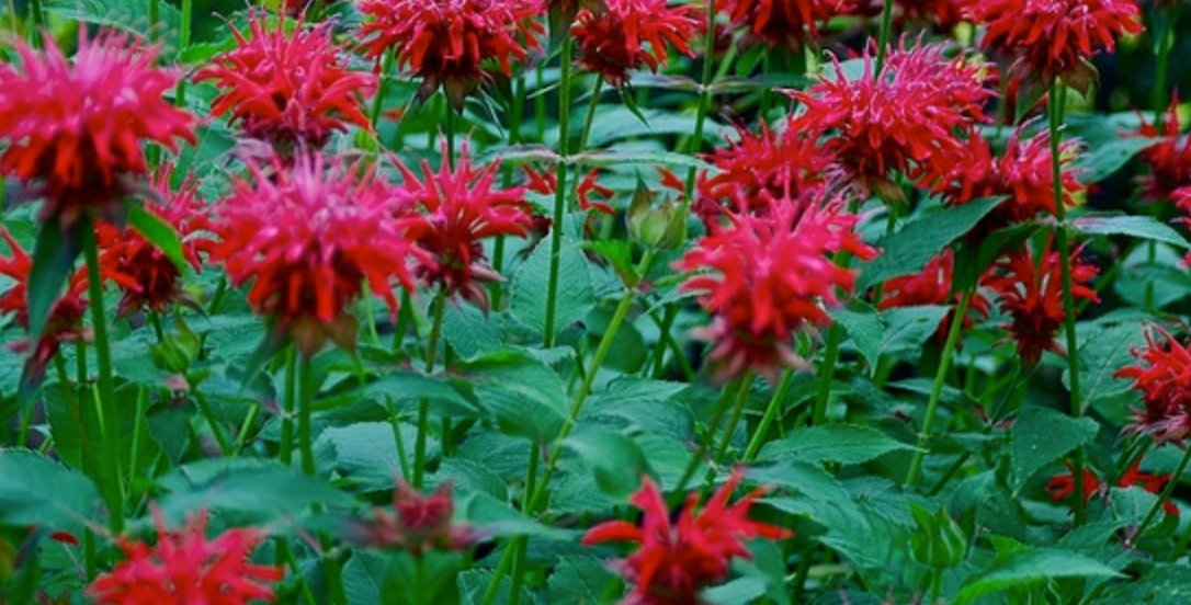 Monarda didyma 'Scarlet Bee Balm | Native Plants