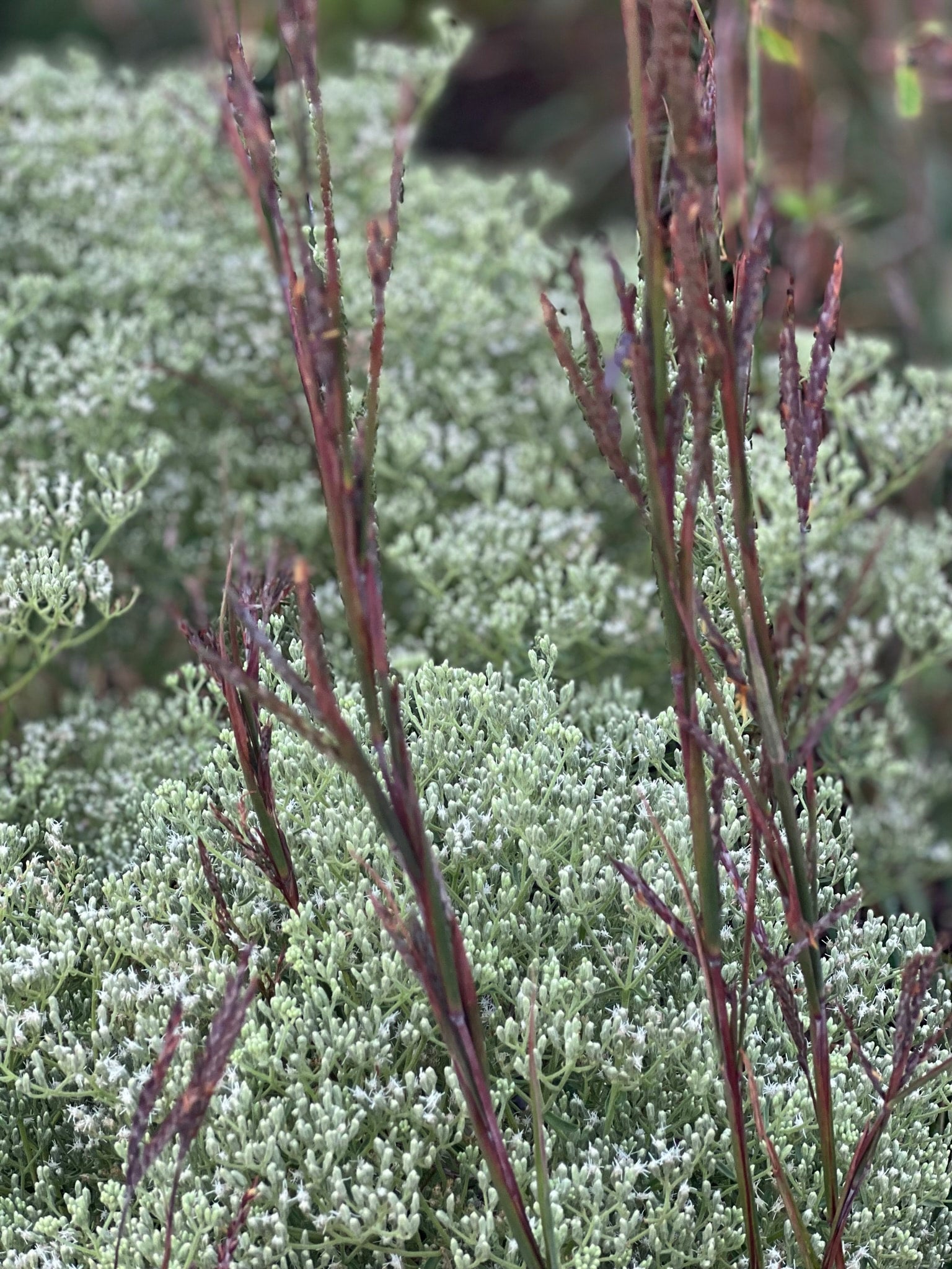 Andropogon gerardii 'Red october' BIG BLUESTEM | Native Plants