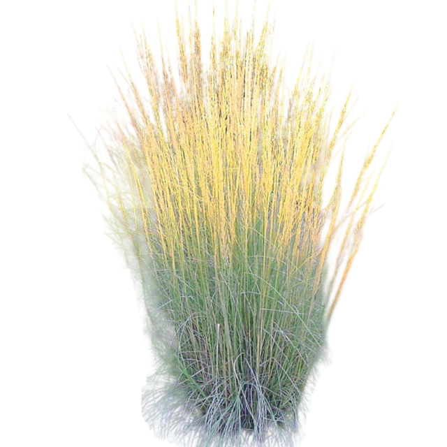 POACEAE | Native Plants