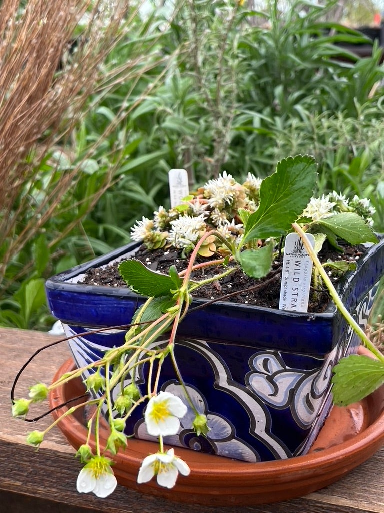  WILD STRAWBERRY 花瓶 Fragaria Virginiana WILD STRAWBERRY | Native Plants