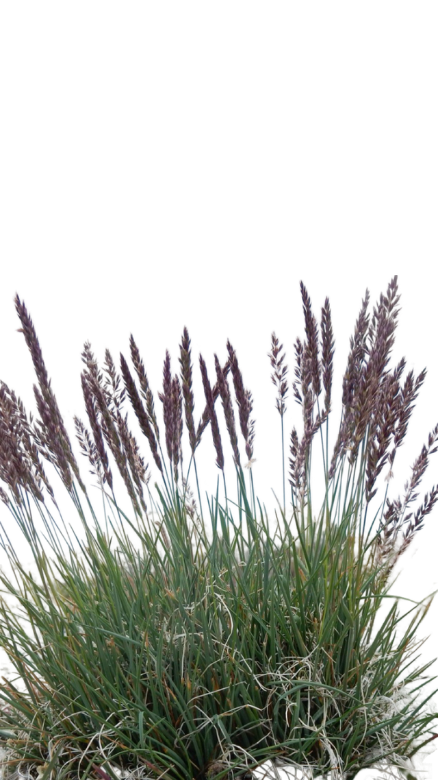 POACEAE | Native Plants