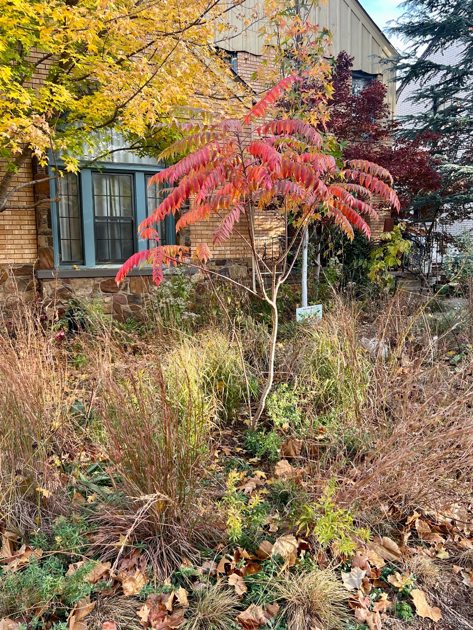 Rhus glabra SMOOTH SUMAC | Native Plants