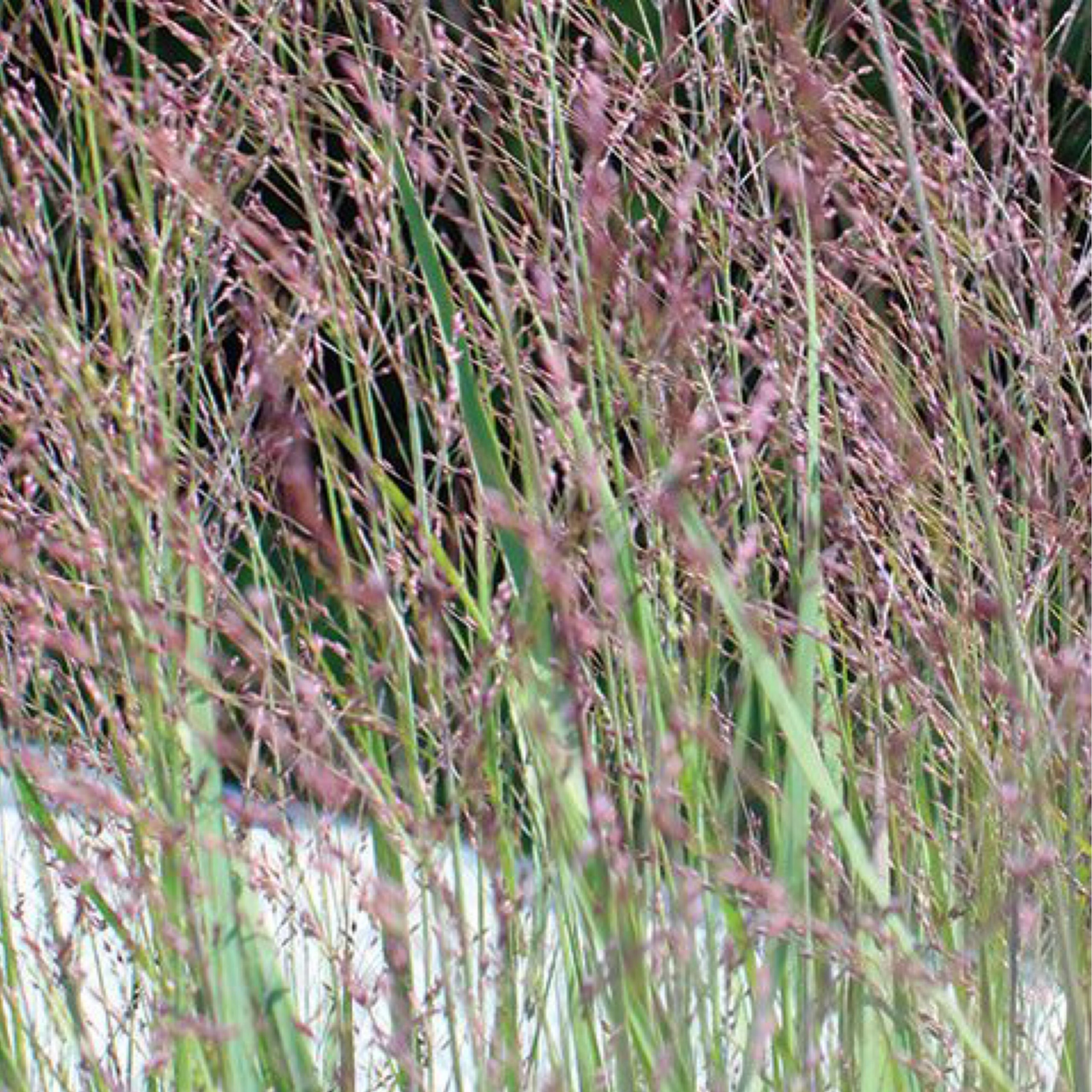 Panicum virgatum 'Purple Tears | Native Plants