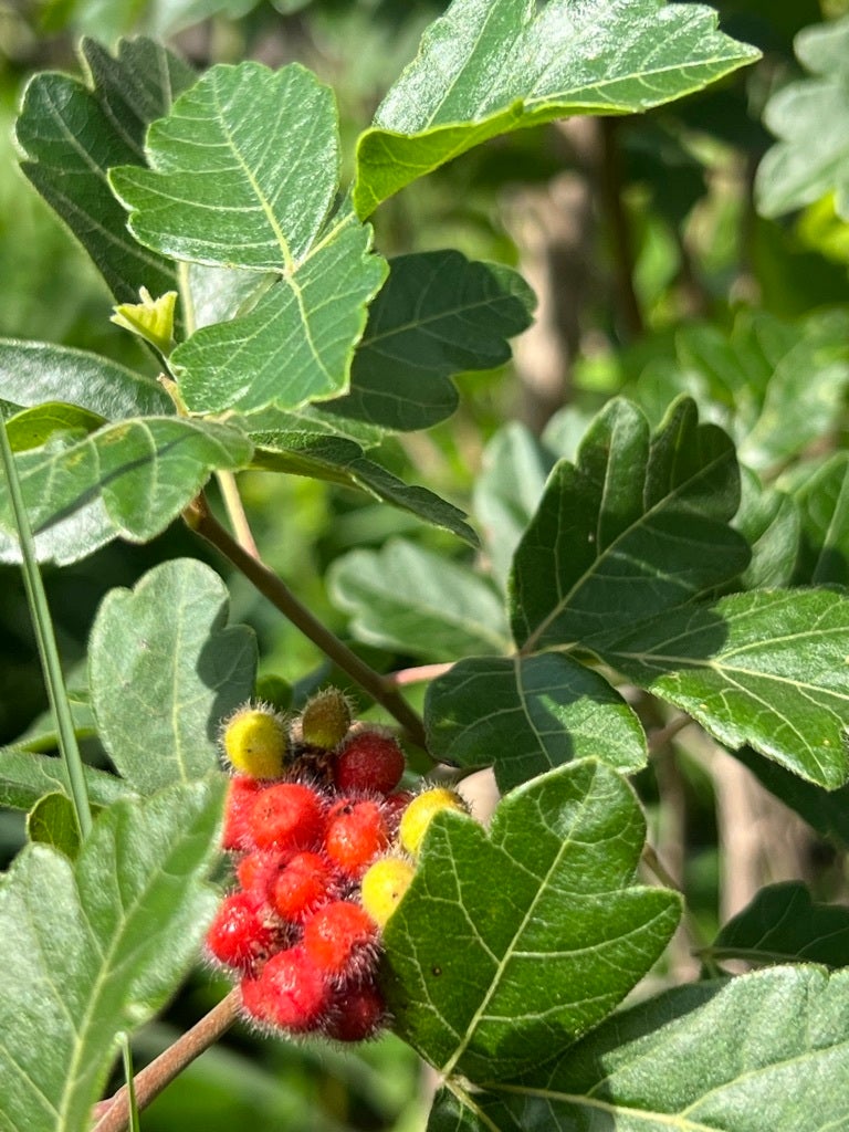 Rhus aromatica ‘Fragrant sumac Native Plants