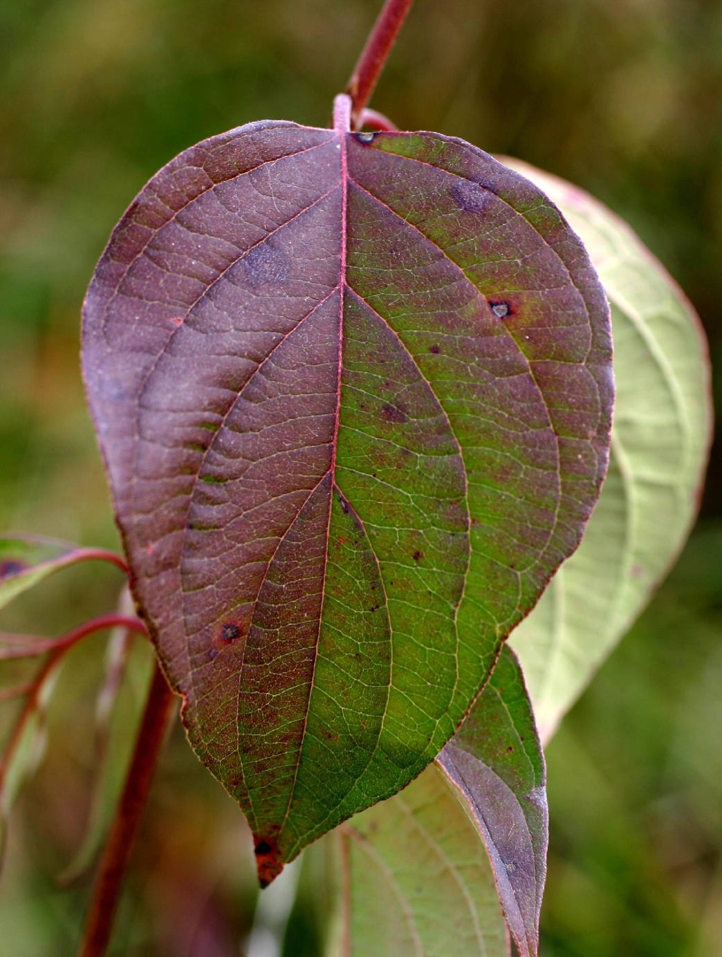 Roughleaf Dogwood (Cornus drummondii) 7 Cornus drummondii 'Roughleaf dogwood