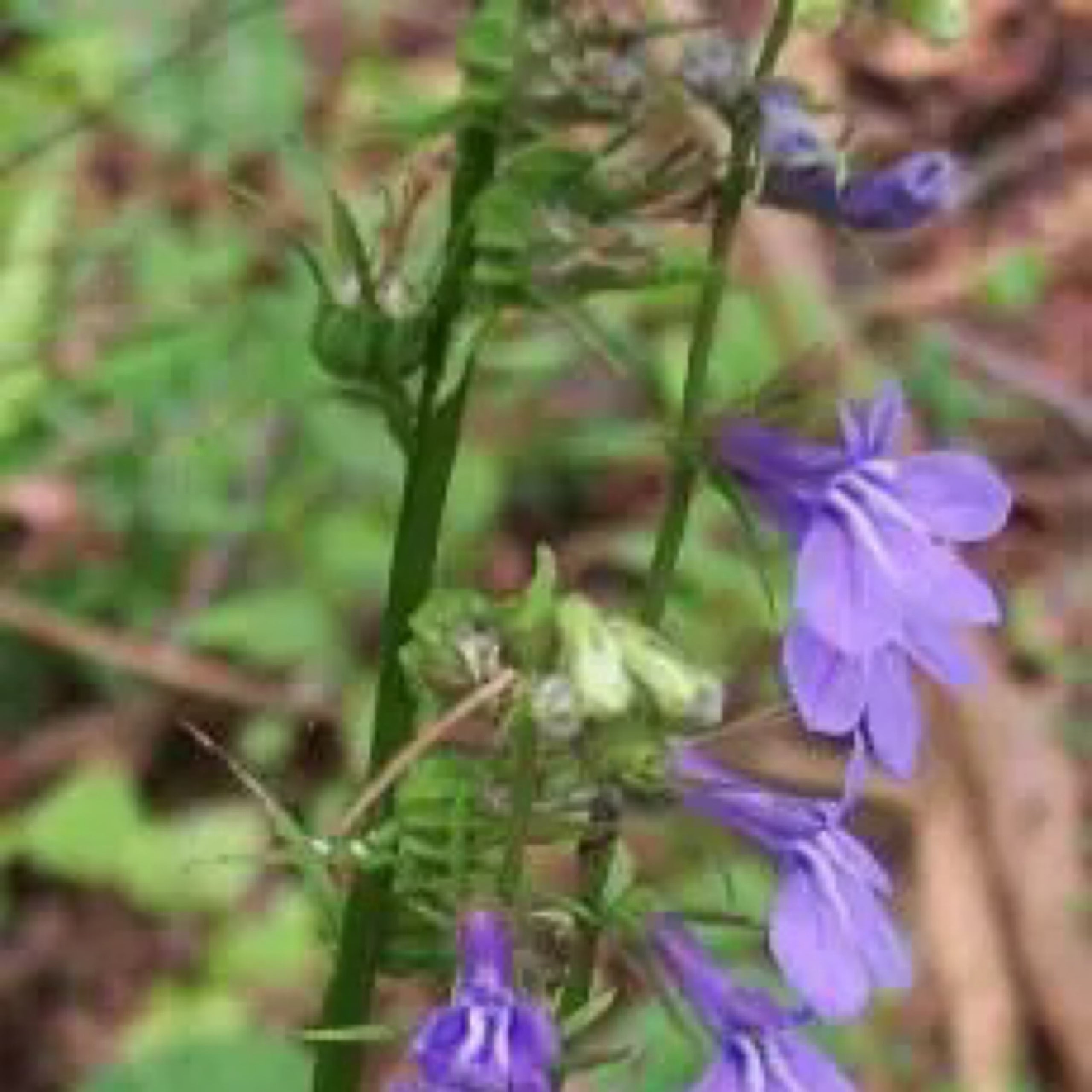 Downy Lobelia (Lobelia puberula) 9 Lobelia puberula 'Downy Lobelia